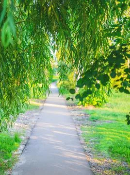 The path through the willow leaves. The concept of the new beginning. Stock Photos