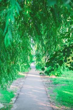 The path through the willow leaves in the park,the concept of the new beginning. Stock Photos