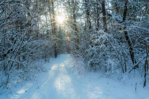 Path through the winter forest and the sun between the trees Stock Photos