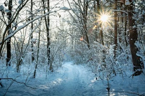 A path through the winter forest and the glare of the sun Stock Photos