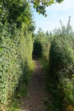 A path through a wooded area with a bench along the way Stock Photos