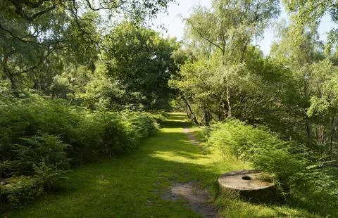 Path through woodland down to Bolehill Quarry, Hathersage.. Stock Photos