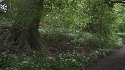 Path through woodland during spring, Hardwick, Derbyshire, England Stock Footage 241938545