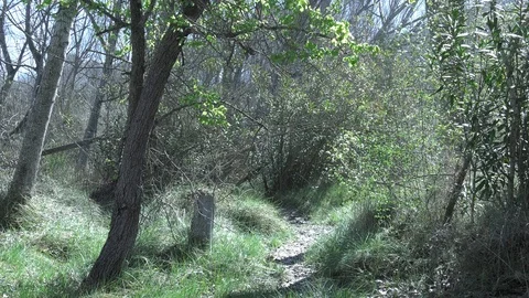 Path through a woodland scene in spring - 4K nature Stock Footage 105850839