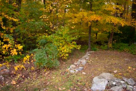 Path through the woods in fall season Stock Photos