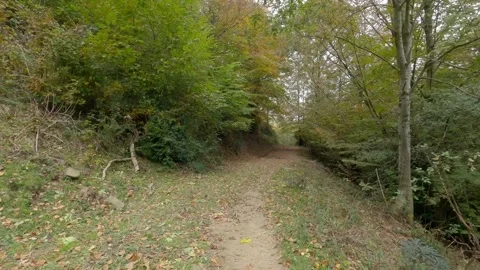 Path through the woods Stock Footage 146731372
