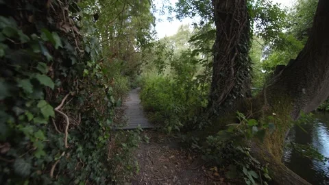 A path through the woods Stock Footage 300123936
