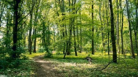 Path Through The Woods: Forest in Tiergarten Park In Berlin, Germany In Spring 스톡 사진