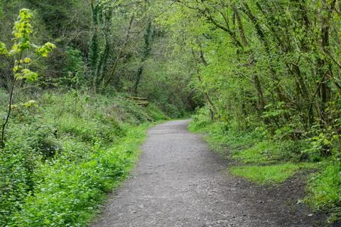 Path Through Woods with Green Trees Photos