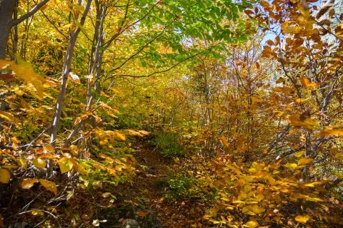 Path up through the woods on a mountain slope. Stock Photos