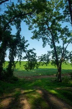 Path through the woods opens to a bright green agricultural field Stock Photos