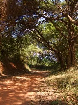 Path through the woods with overhanging trees, Pondicherry, S India Stock Photos