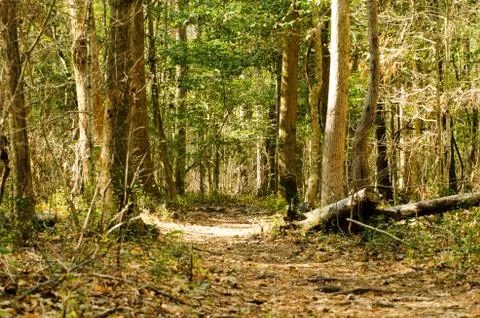 Path through the woods Stock Photos