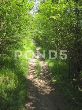 Path through woods Stock Photos