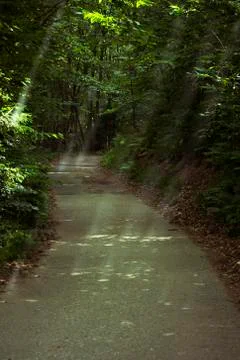 A path through the woods Stock Photos
