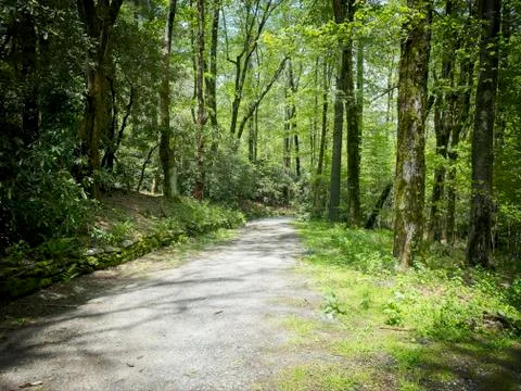 Path through woods Stock-Fotos