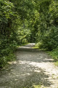 Path through the woods Stock Photos