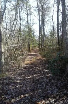 Path Through Woods Stock Photos