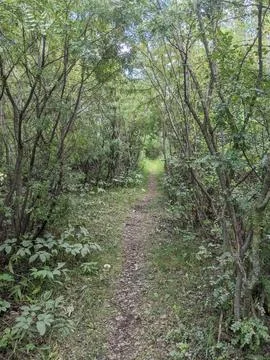 A Path Through The Woods Fotos de archivo
