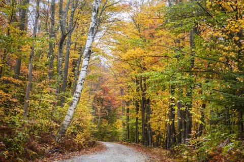 Path through the Woods Stock Photos