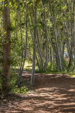 Path through woods under tree tops Stock Photos