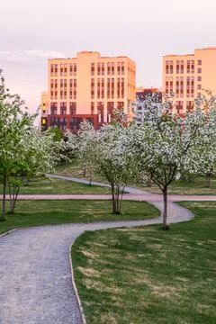 The path through the young trees. Apple trees bloom in the park. Stock Photos