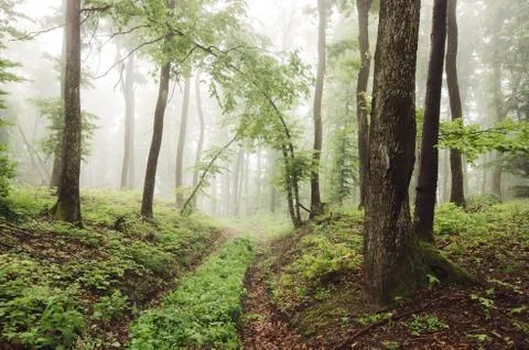 Path throught green misty forest with old trees Stock Photos