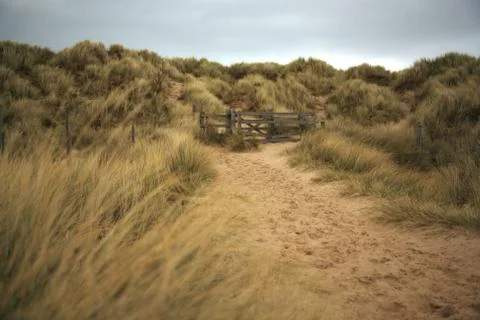 Path throught the sand dunes Stock Photos