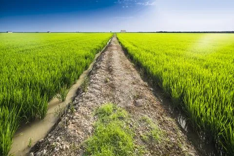 Path thtough rice fields, Isla Mnima, La Puebla del Ro, Seville, Spain. Stock Photos
