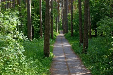 A path of tiles in a pine forest.	 Stock Photos