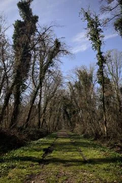 Path with tire marks Stock Photos