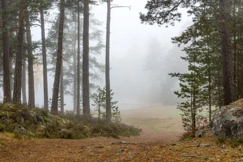 Path towards lake Stock Photos