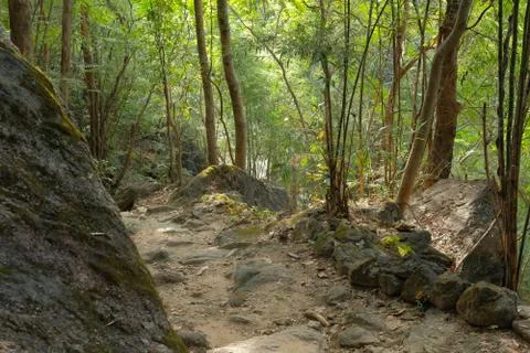 Path trail footpath in summer  forest Stock Photos