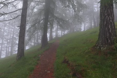 The path of a trail in a forest that get lost in the fog. The wood is in a Stock Photos