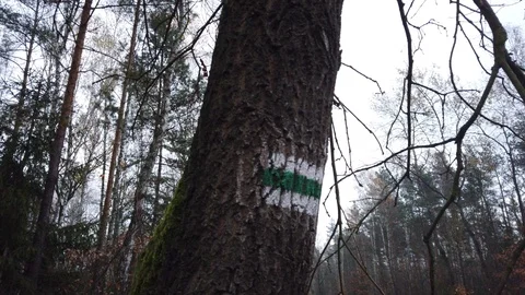 Path trail sign on the tree in the forest 動画素材 119786307