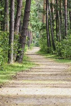 Path trail through the pine tree young forrest, oil painting effect image Stock Photos