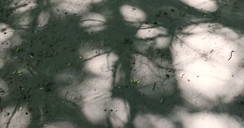 Path trampled in the park with a lot of shadows from deciduous trees in the Video stock 317658787