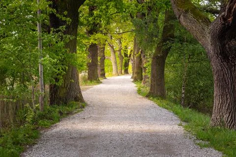 Path with a tree alley in the forest Stock Photos