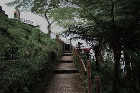 A path with a tree in the background Stock Photos