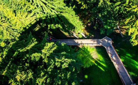 The path in the tree crowns Stock Photos