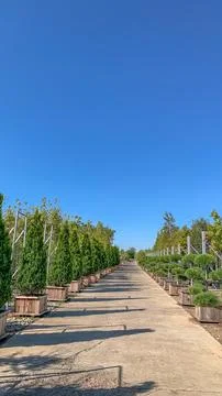 Path in a tree nursery Stock Photos