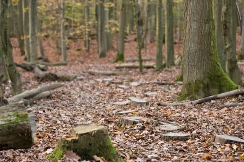 Path of tree stumps leading into forest Stock Photos