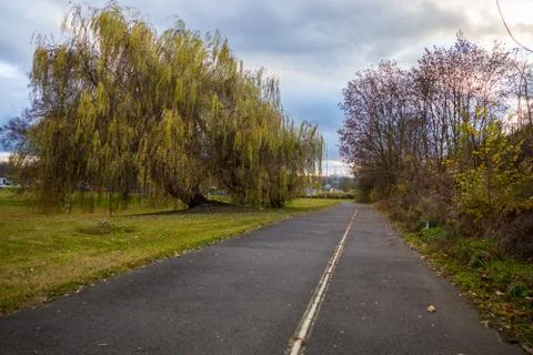 Path tree willow Stock Photos