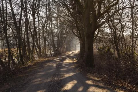 Path with trees and long shadows and light at the end of the path on a sunny Stock-Fotos