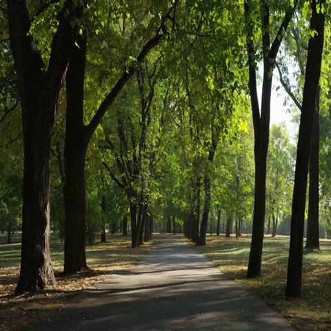 Path Trees Beautiful Morning - 4k - Slow motion Stock-Footage 69701594