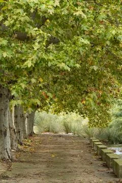 A path with trees on either side Stock Photos