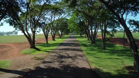 Path with trees on a farm in a small town in Brazil. 4k, scene with drone Video stock 166909497