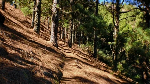 Path of trees Stock Footage 101790282