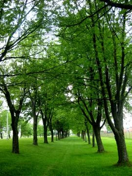 A Path of Trees Stock Photos