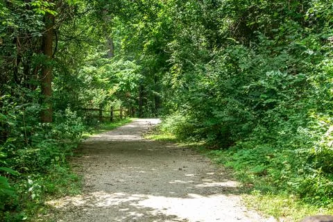 Path in the trees Stock Photos